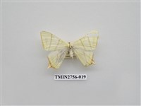 藏品(尺蛾325)的圖片